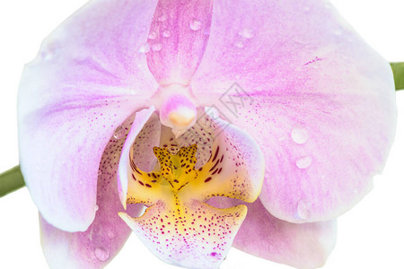 美丽的紫色花兰图片