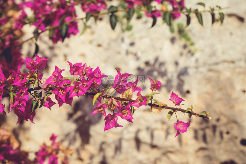 旧石墙旁的花枝季节贺卡博客网络设计美丽的自然背景有选择地聚焦于特定的图片