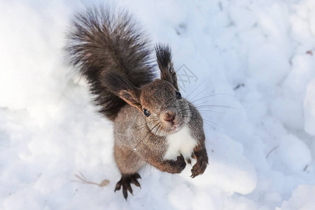 冬天北海道的小松鼠图片
