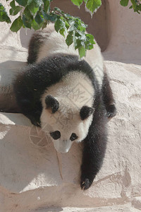 一只熊猫爬上粉红石岩图片