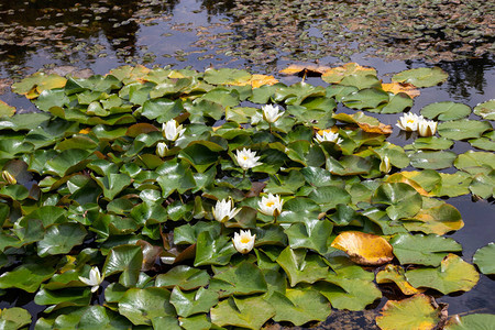 装饰池塘中的白水花Nymphae图片