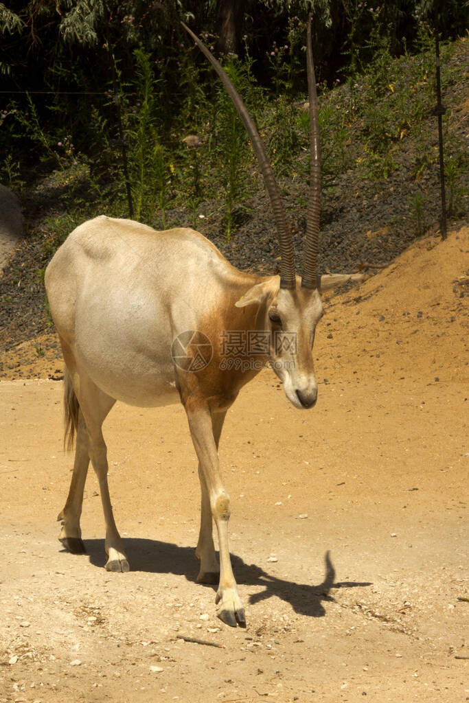 弯刀羚羊弯刀角羚羊撒哈拉羚羊Oryxd图片