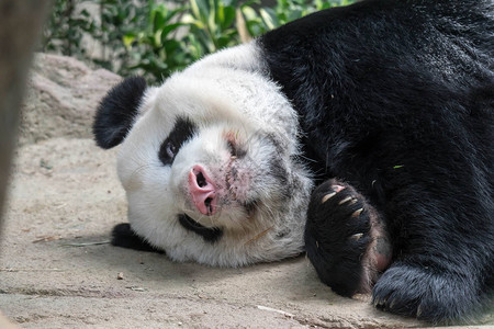 一只沉睡的巨型熊猫大熊在吃竹子后图片