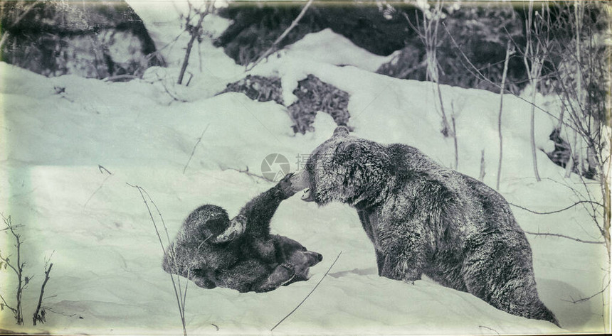 美国阿拉斯加克拉湖公园棕熊Ursusa图片