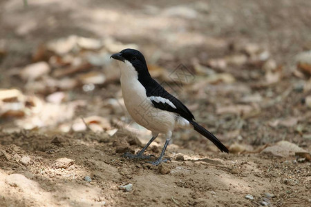 一只埃塞俄比亚小鸟Laniariusaethiopicus图片