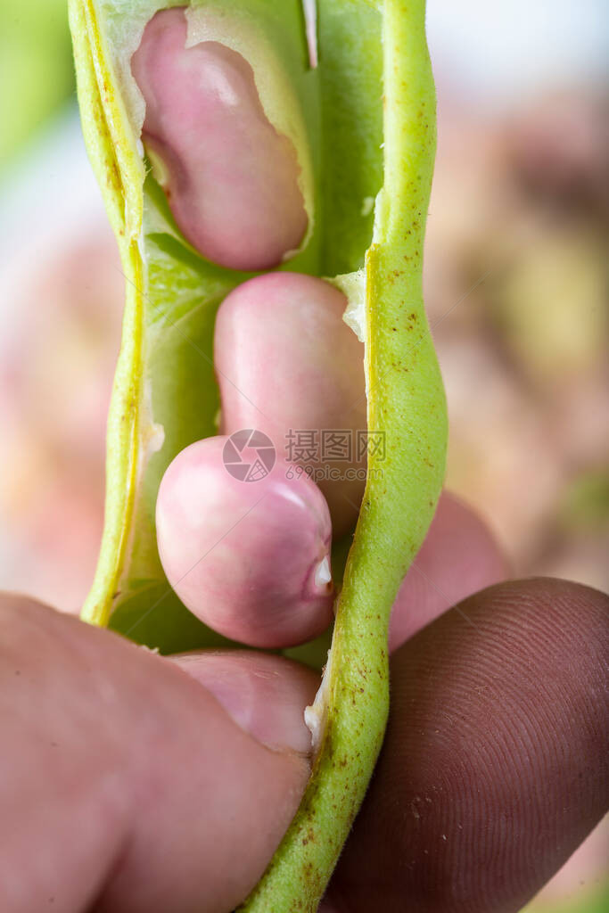 从他们的豆子中获取豆子并准图片