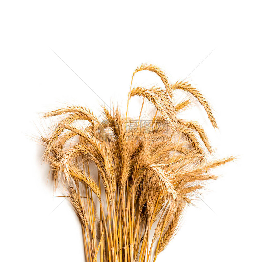 在白色背景上分离的小麦谷穗或黑麦穗植物图片
