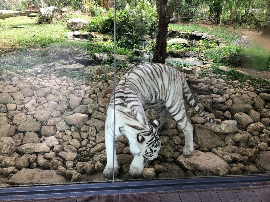 一张白老虎的照片图片