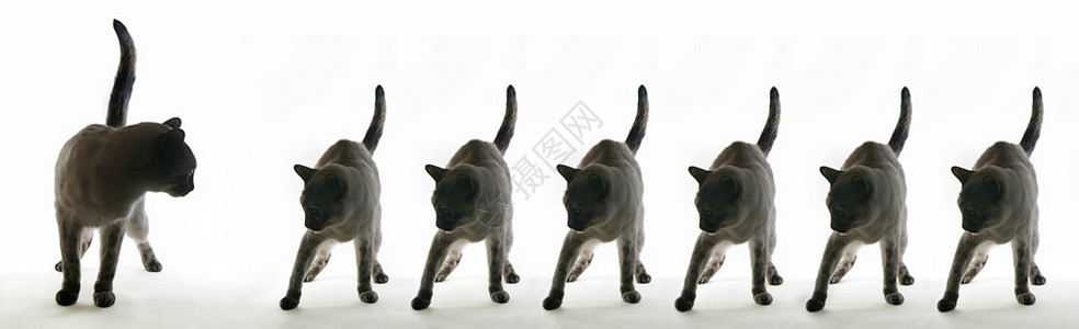 神话说猫有七条命背景图片