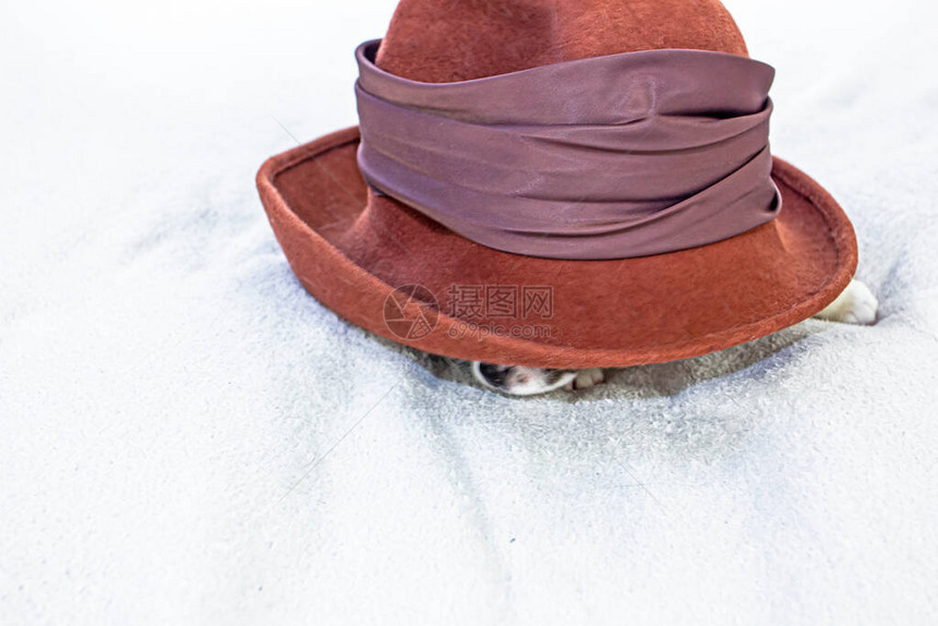 赤土毡帽供一只小狗躲在下面从白色背景上的帽子下面伸图片