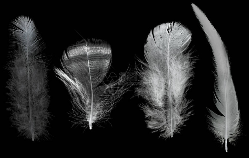 黑色背景上孤立的四根羽毛图片