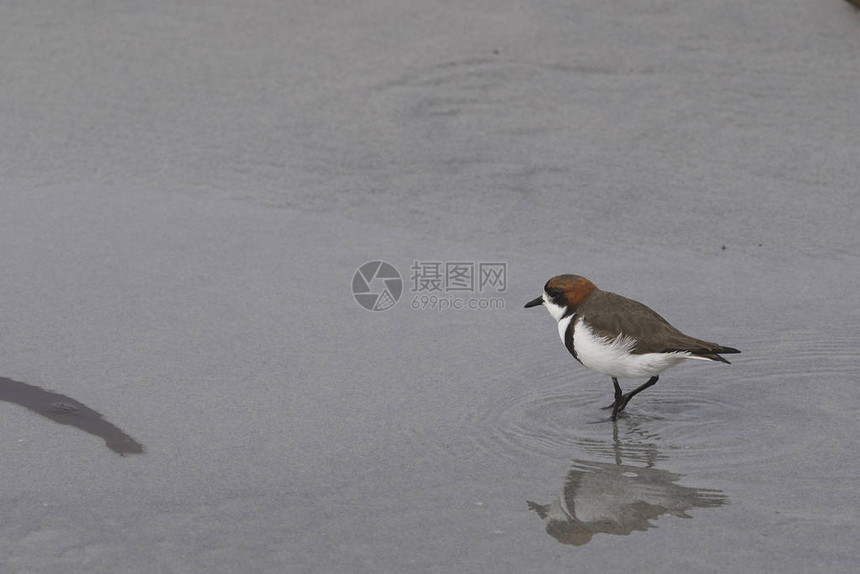 福克兰群岛海狮岛的白沙滩上有两条带双的PloverCharadriusFalklan图片