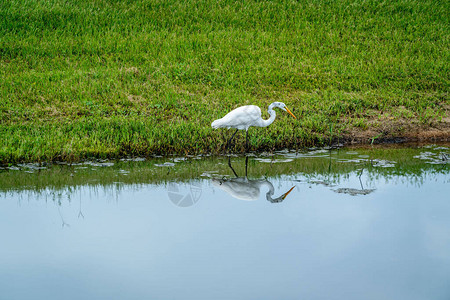 白鹤正在公园池塘周围找食物吃呢图片