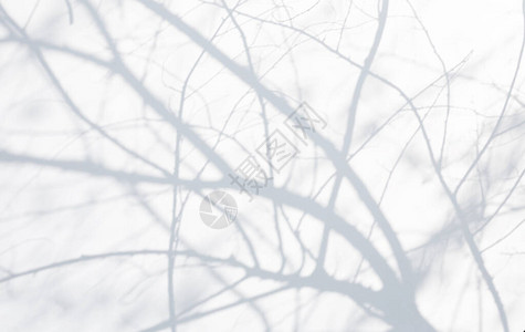 三片树叶枝天然树叶枝落在白墙纹理上的抽象灰色阴影背景插画