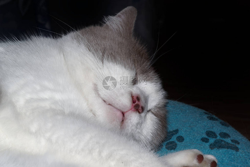 一只睡猫的特写镜头与白色灰毛皮图片