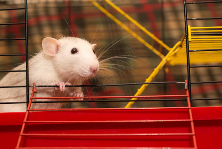 在实验室里从笼子里看出来选择地关注老鼠耳朵和爪子的可爱而好奇图片