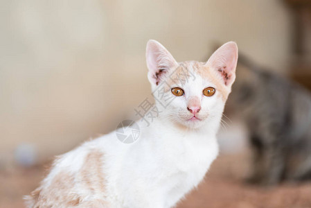 白色混合橙色猫黄眼图片
