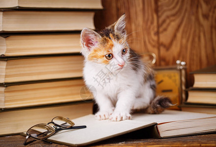 书架上的猫这本书上写着眼镜一本图片