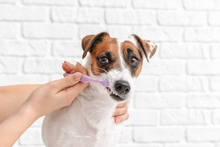 主人用白色背景的刷子清洁可爱狗的牙齿图片