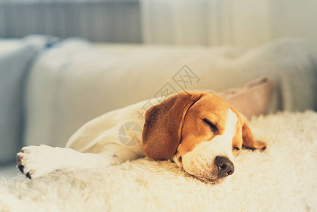Beagle狗在等主人睡着耐心地图片