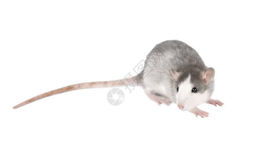 可爱的灰色小白鼠在白色上被孤立老鼠宠物家图片