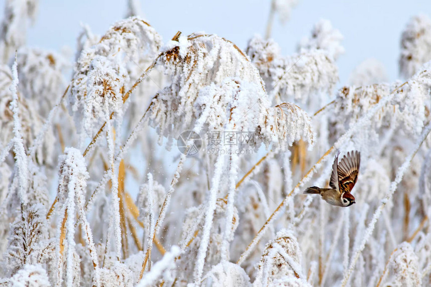 冬天和鸟儿白色的自然背景图片