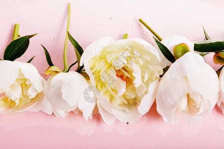 精致的白色粉红色牡丹与粉红色背景上的花瓣朵图片