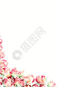 春花或夏花盛调制花朵bokeh花背景图片