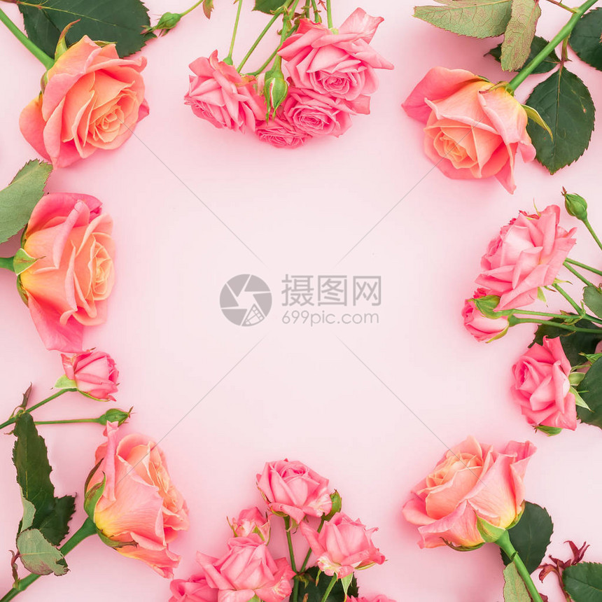 粉红背景粉红色玫瑰的花图片