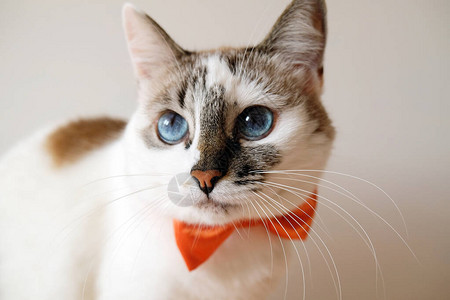 白蓝眼猫系橙色弓领带画白图片