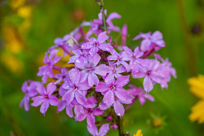 户外盛开的紫色花朵的特写图片