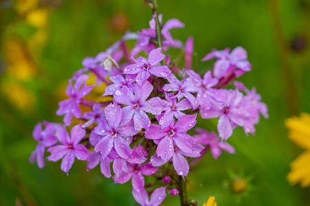 户外盛开的紫色花朵的特写图片