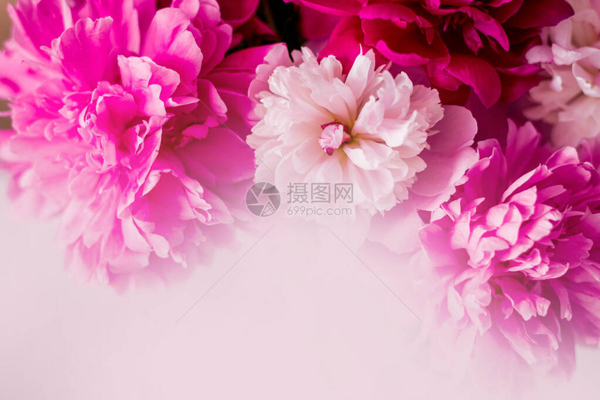 粉红色花牌的背景Flowe图片