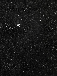 一只白色的小鸟映衬着满天星斗的黑色天空图片