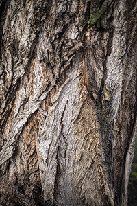 木皮树的照片图片