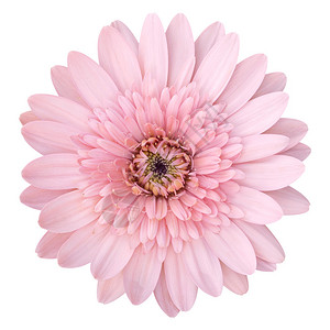 粉红色的雪贝拉花在白色上与白隔绝图片