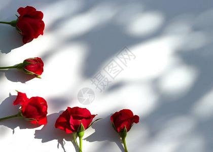以白色背景的红玫瑰花做创意布局图片