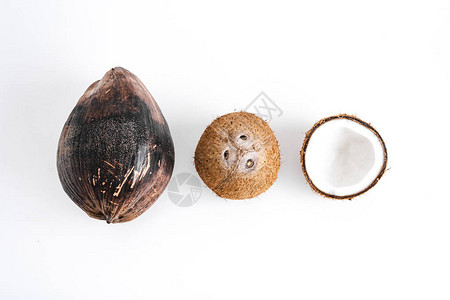 白色背景下的椰子特写图片