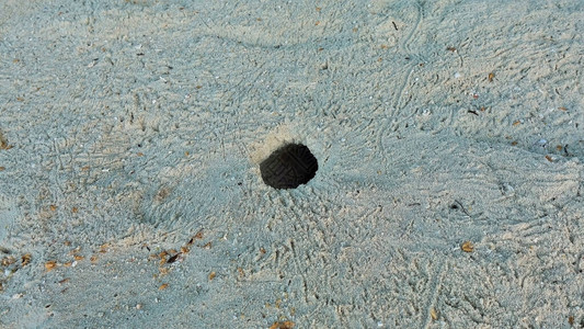 表面有很多蟹腿的痕迹图片