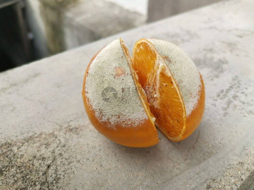腐烂发霉的橙子到处都是蚂蚁图片