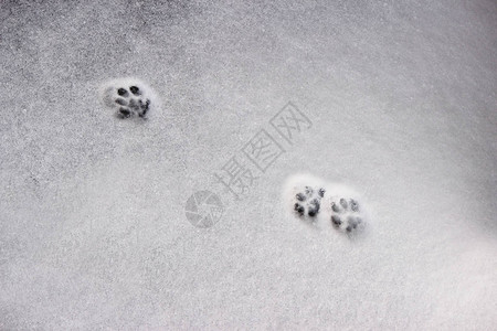 雪地壳足迹指纹痕图片