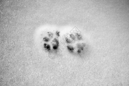 雪地壳足迹指纹痕图片