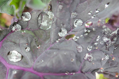 粉红色装饰花草表面的雨滴L图片