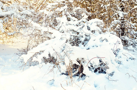 冬天有雪的树枝图片