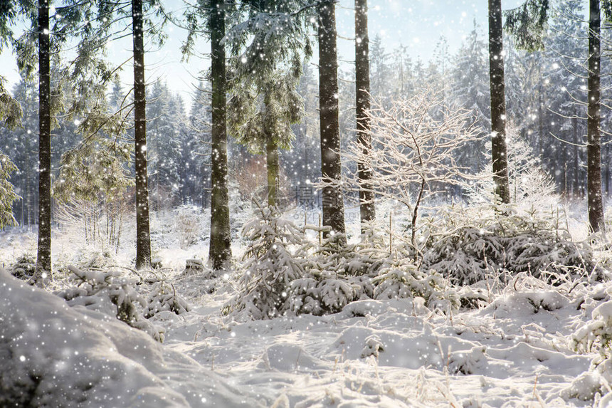 冬季森林的降雪与雪的自然背景图片