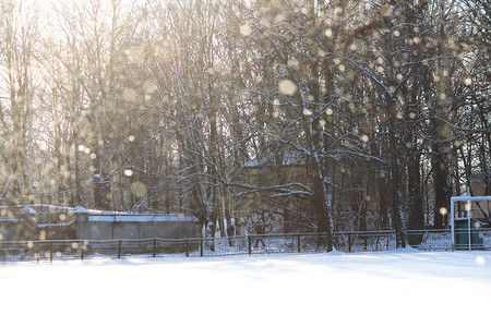 寒冬阳光前的风从树枝下雪从冬天的图片