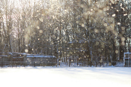 寒冬阳光前的风从树枝下雪从冬天的图片