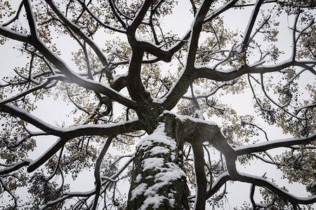 冬季有雪覆盖的树枝图片