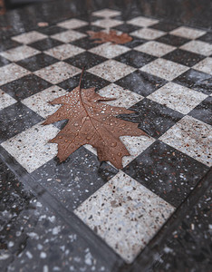 有雨滴的秋天橡树叶子在棋枰高清图片