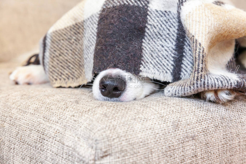呆在家里小狗边境牧羊犬躺在格子室内沙发上的有趣肖像狗的鼻子从格子花呢特写下伸出来宠物护理动物图片